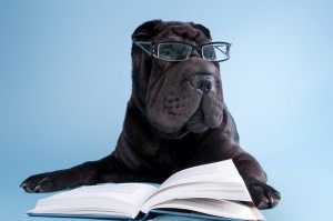 Smart black shar-pei dog with glasses is reading a book